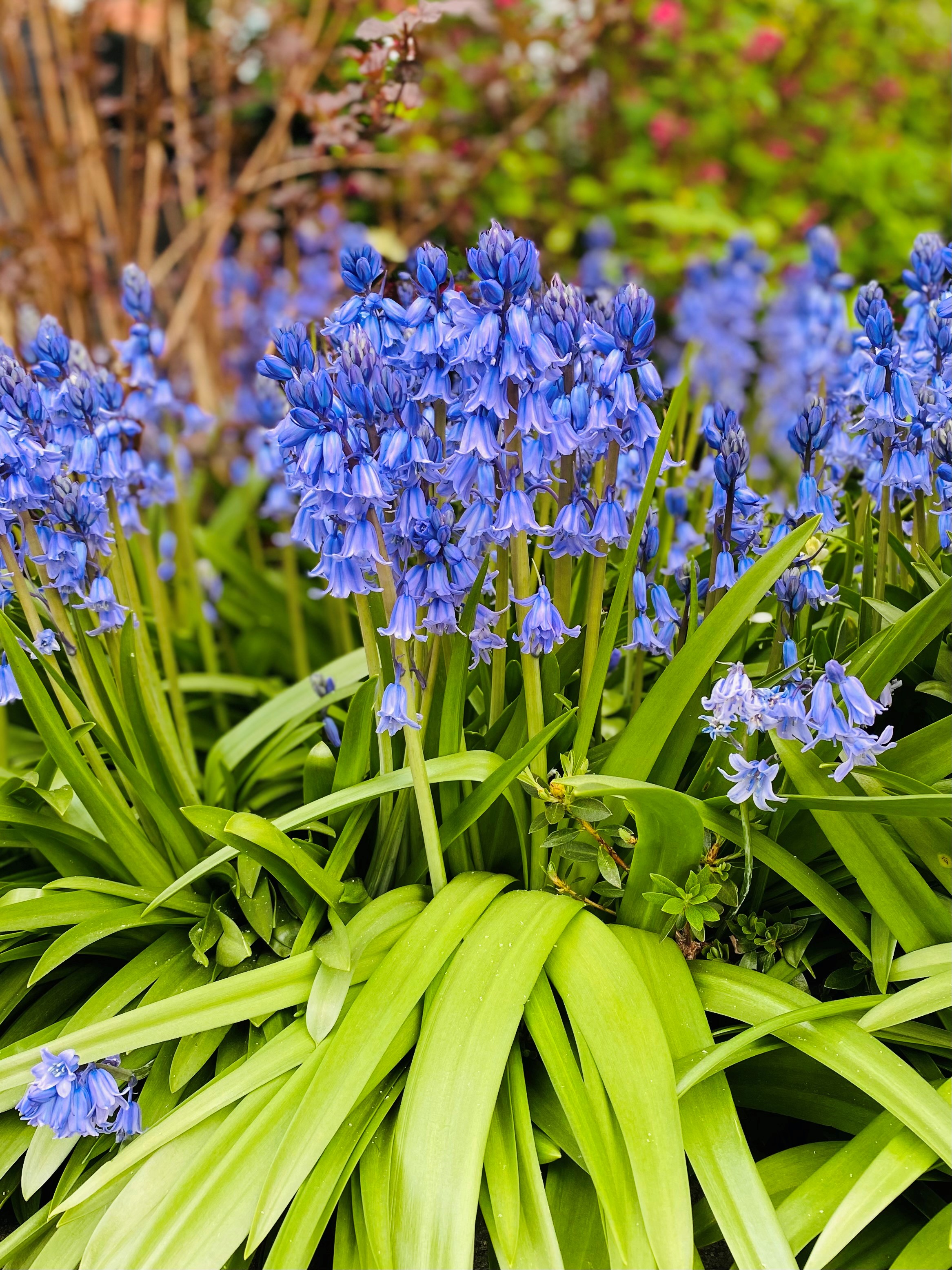 Well, spring has well and truly sprung, and I could not be any happier!